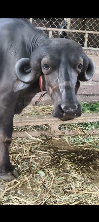 જાફરી ખડાય