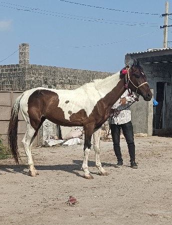 બાવરો ઘોડો