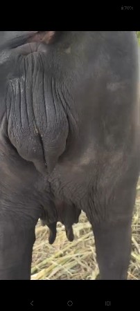 ખડાય વેસવાનીસે