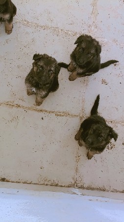 જર્મન સેફડ ડબલ કોટ ઓરિજનલ