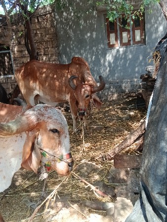 વેચવાના છે
