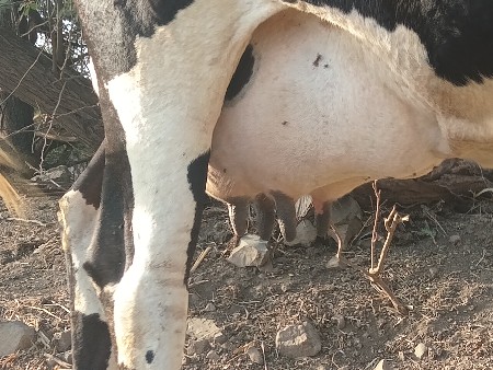 ગાય વેશવાની છે ૩ વેતર  દુધ ૧૧ લીટર
