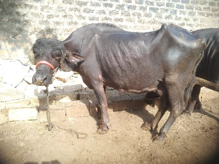 ભેંસ વેચવાની છે