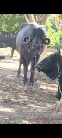 બીજા વેતનની ભેંસ