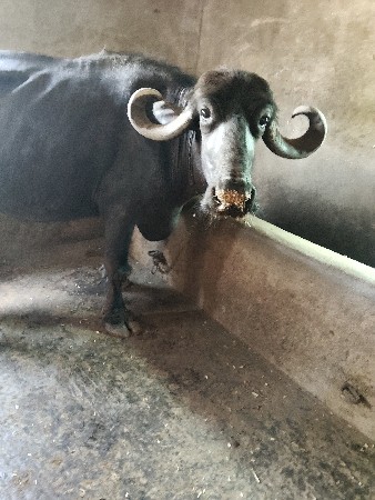 2 ભેંસ વેચવાની છે