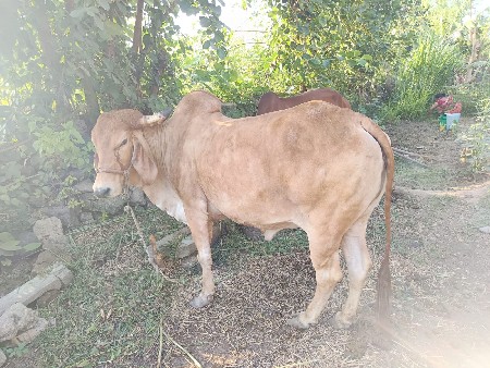 2 ગાય વેચવાની છે