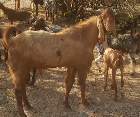 બોકડો વેચવાનો છે