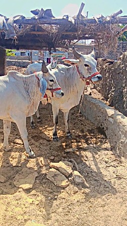 ગોઢલા