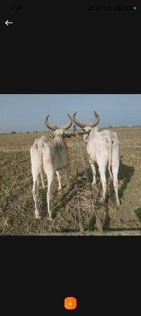 godhla vechavana che