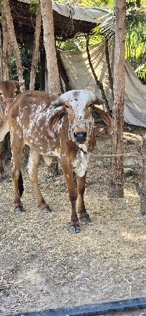 gir vashdi