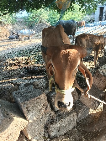 વાછડી વેચવાની છે