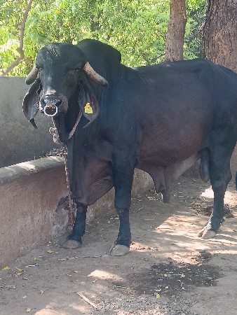 Black Bull vesvano se