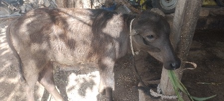 આ પાડો વેચવાનો છે