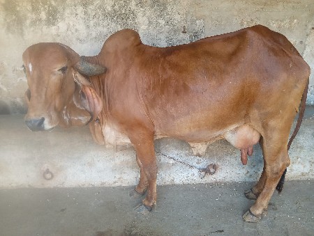 ગીર ગાય વેસવાની