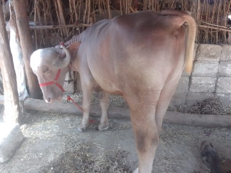 પાડો વેચવાનો છે