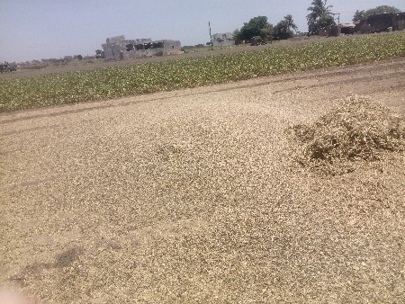 અડદ નો ભૂકો વેચવા નો સે