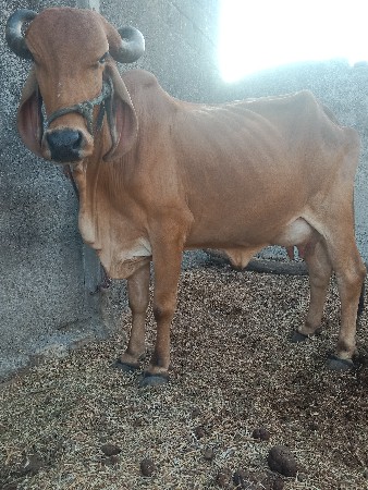 ગાયવેચવાનીછે નીછે વાશડી