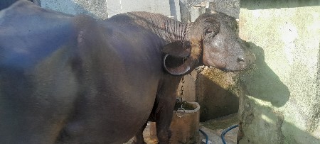 bhesh vechavani se