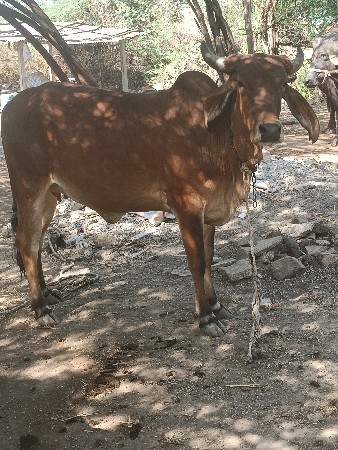 હોડકી વેચવાની છે