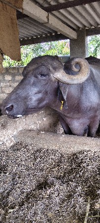 ભેંસ વેચવાની છે