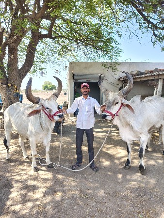 વેચવાના છે