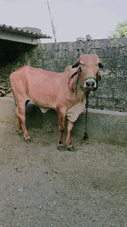 hodki veshvani se