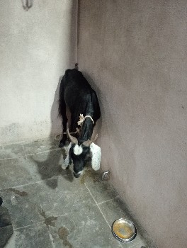 આબકરીવેચવાનીખાલીછે