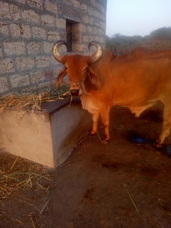 બડધ વેચાવ છે તીજી ધરના છે