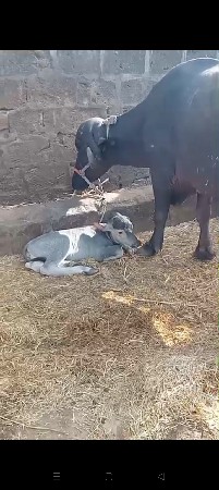 ભેંસ વેચવાની છે