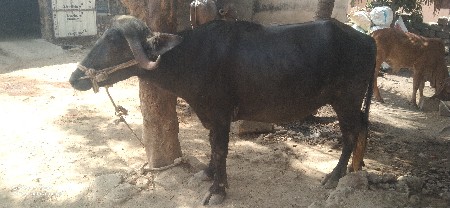 khadeli vechavani chhe