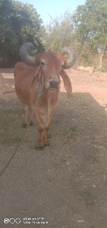 બરધ વેચવાનો છે
