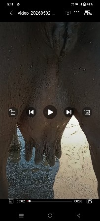 ભેસવેસવાનીસ