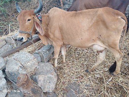 ગાય વેસવાની છે