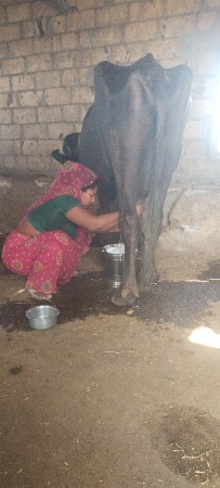 આ ભેંસ વેચવાની છે