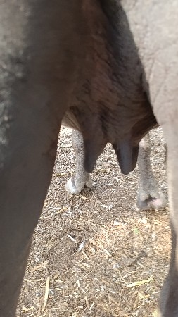 એક ભેંસ દુજણી
એક ખડેલી ગાભણી