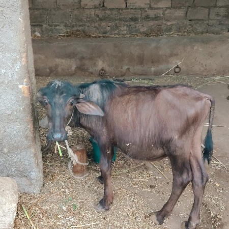 પાડો વેચવાનો છે