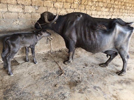 દસ દિવસની 6લિટર દૂધ