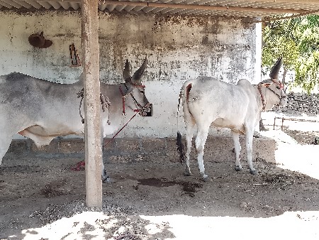 ગોઢલાવેસવાનાછે
