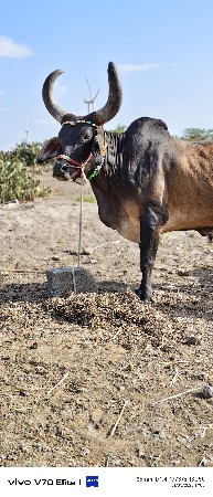 બળદવેચવાનો છે