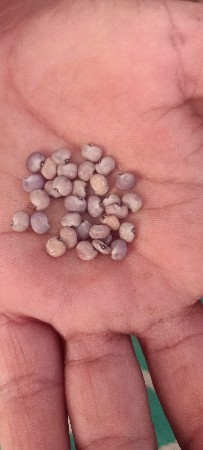 ગવાર નું બિયારણ વેચવાનુ છે