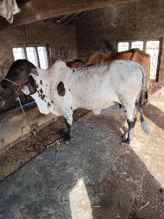 વોળકી