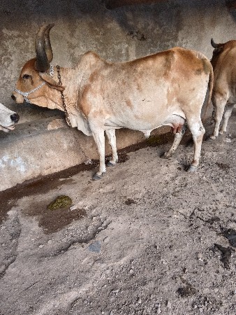 ગાય વેચવાની છે