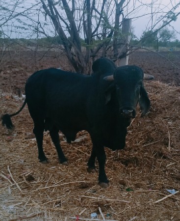 black kapila