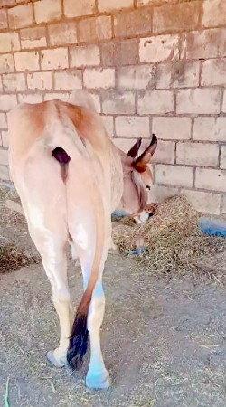 દેશી ગોધલો. વેચવાના છે