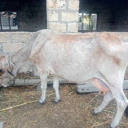 ચોથુ વેતર ગાય સે ફોન 9558547273