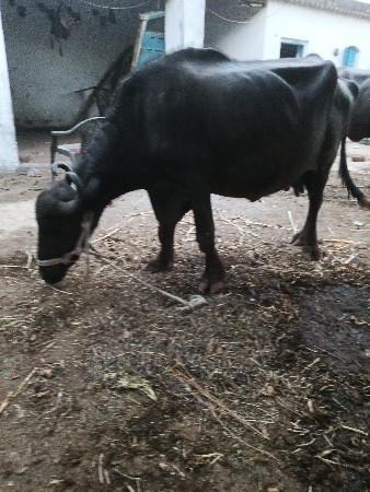 ભેસ ત્રીજુ વેતર