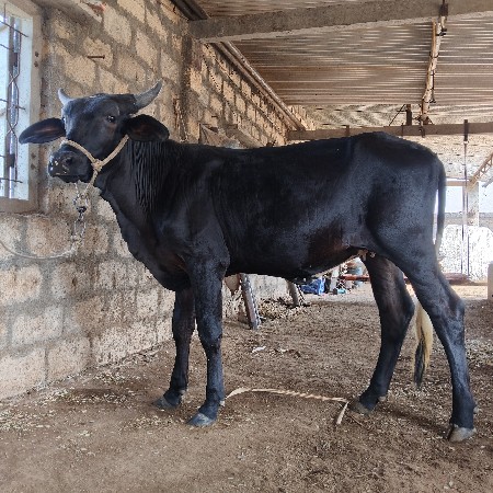 વાછડી વેચવાની છે