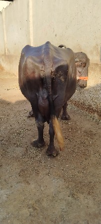 ચોથું વેતર વિયા છે