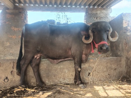 પેલું વેતર.બધી જવાબદારી