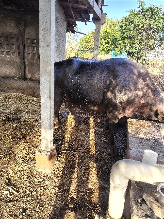 વેચવાની